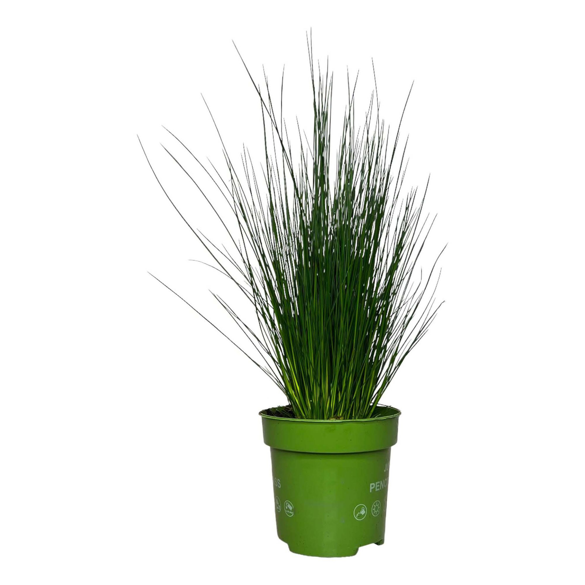 

Джункус Orangery juncus pencil grass h35 см d12 см