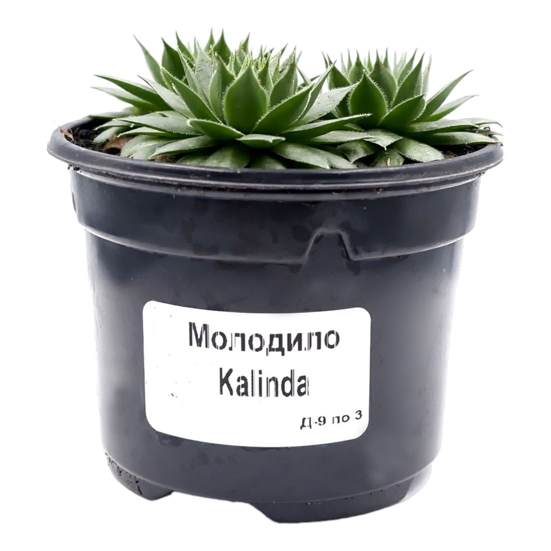 

Молодило d9 см