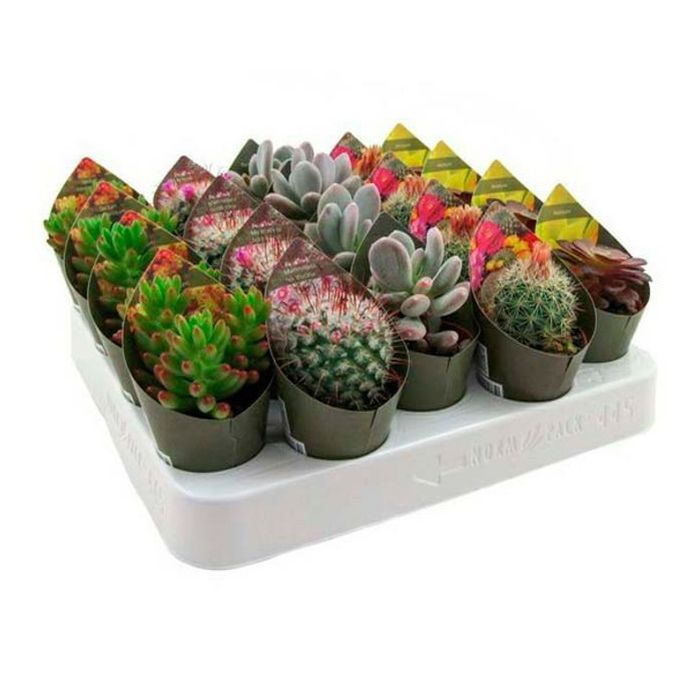 

Микс кактус-суккулент № 2 h14 см d5,5 см