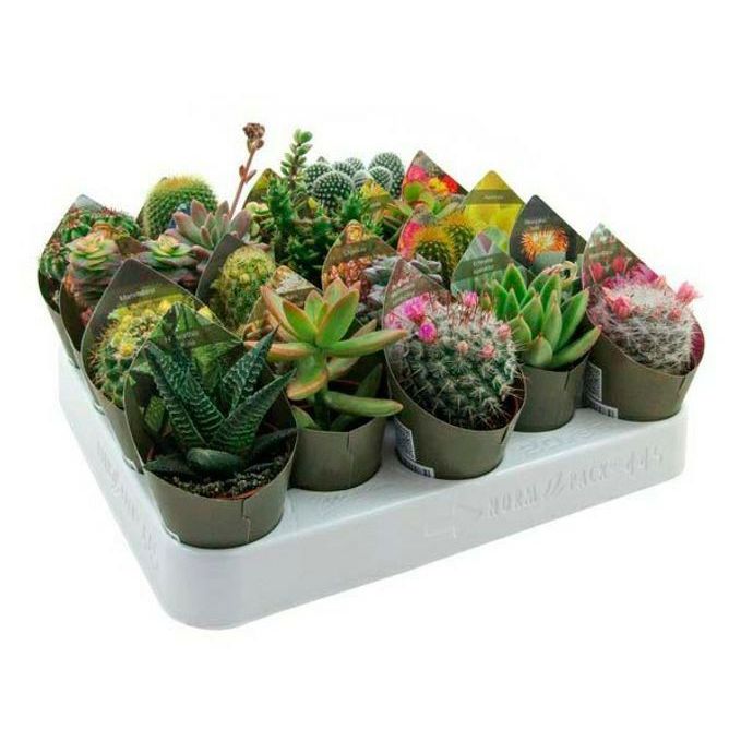 

Кактус микс h13 см d8,5 см