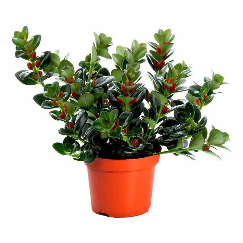 

Нематантус h20 см d18 см