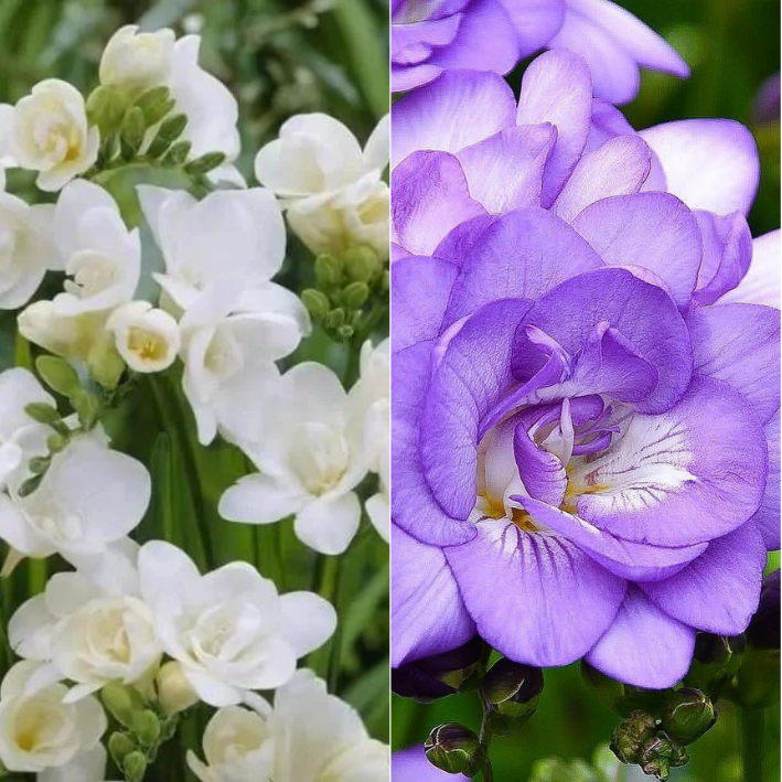 Луковицы фрезия White Blue Chipollino-flowers