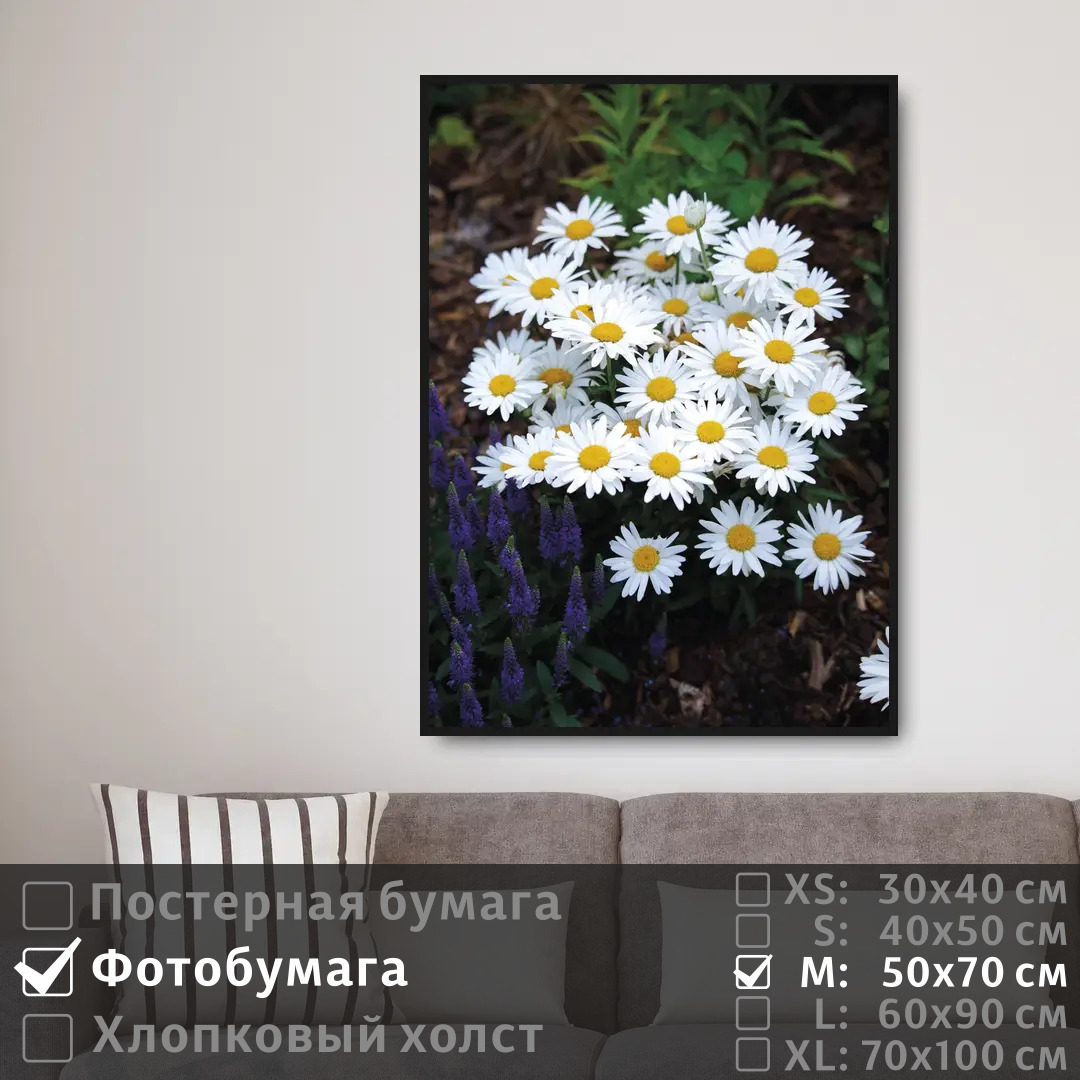 

Постер на фотобумаге ПолиЦентр Красивые цветы ромашки 50х70 см, КрасивыеЦветыРомашки