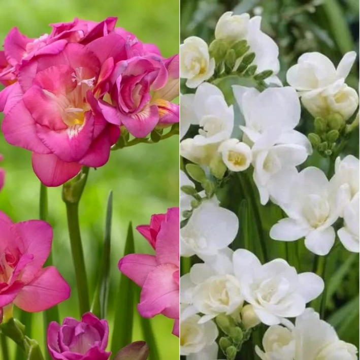 Луковицы фрезия Pink White Chipollino-flowers 1089₽