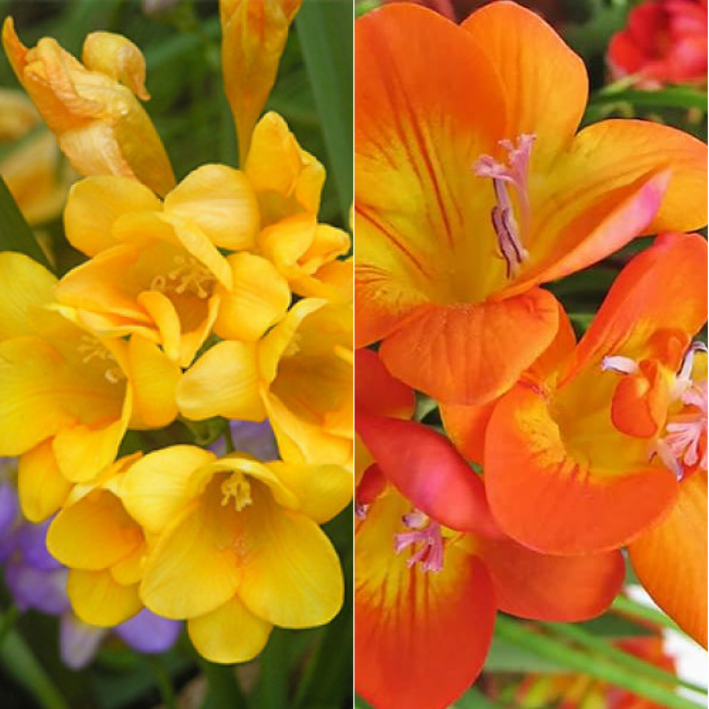 Луковицы фрезия Yellow Orange Chipollino-flowers