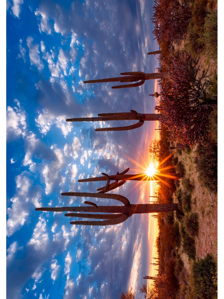 

Постер DRABS А2 Кактус на фоне заката в пустыне Аризона