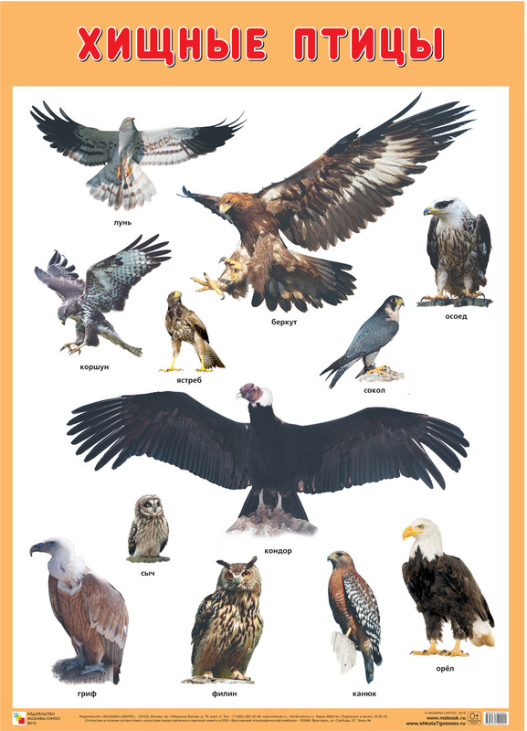 Развивающие плакаты Мозаика-Синтез Хищные птицы