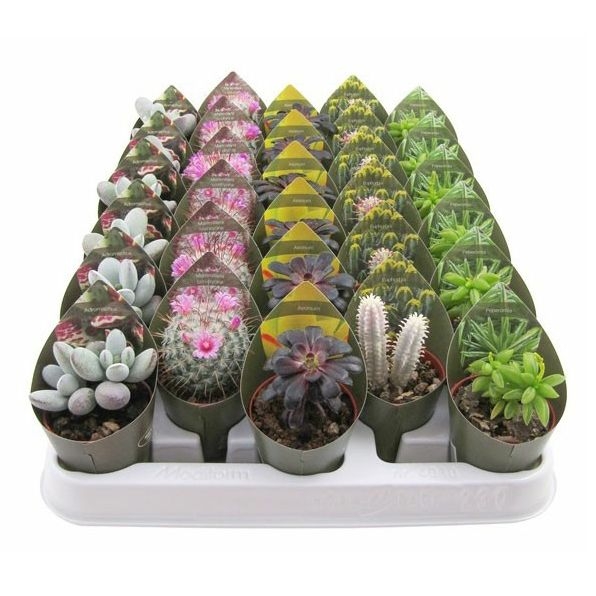 

Микс кактус-суккулент Коллекция № 6 d6,5 см в ассортименте (цвет по наличию)