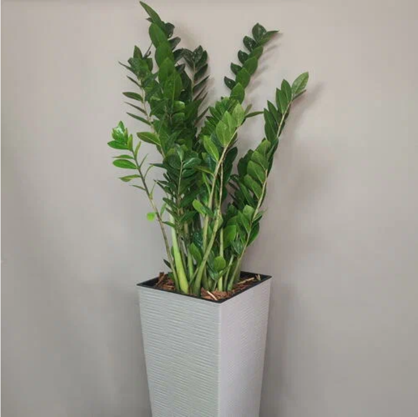 

Растение комнатное Margo plants замиокулькас в пластиковом кашпо h 120 см, d 29 см