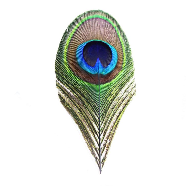 

Перо павлина, 10 - 12 см EM51