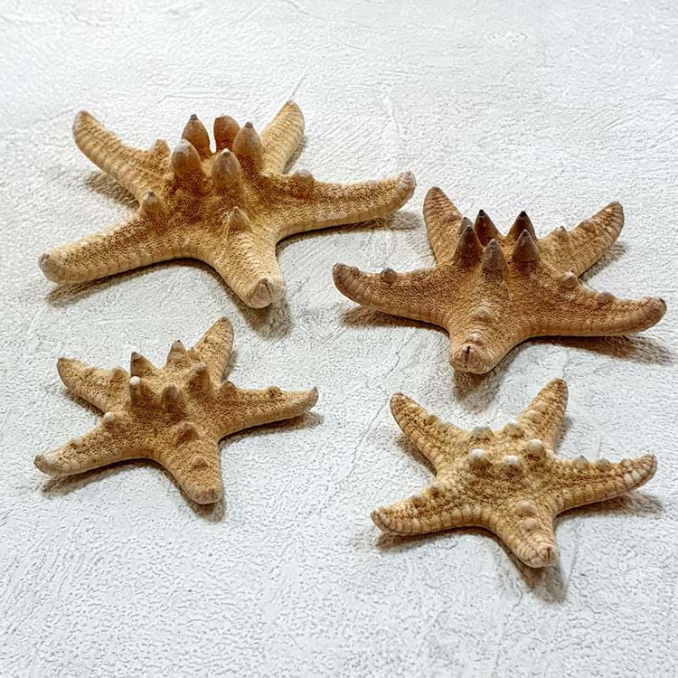 

Морская звезда Джангл (2-4 см), 1 шт. RA-160420/2 (1-1,5")
