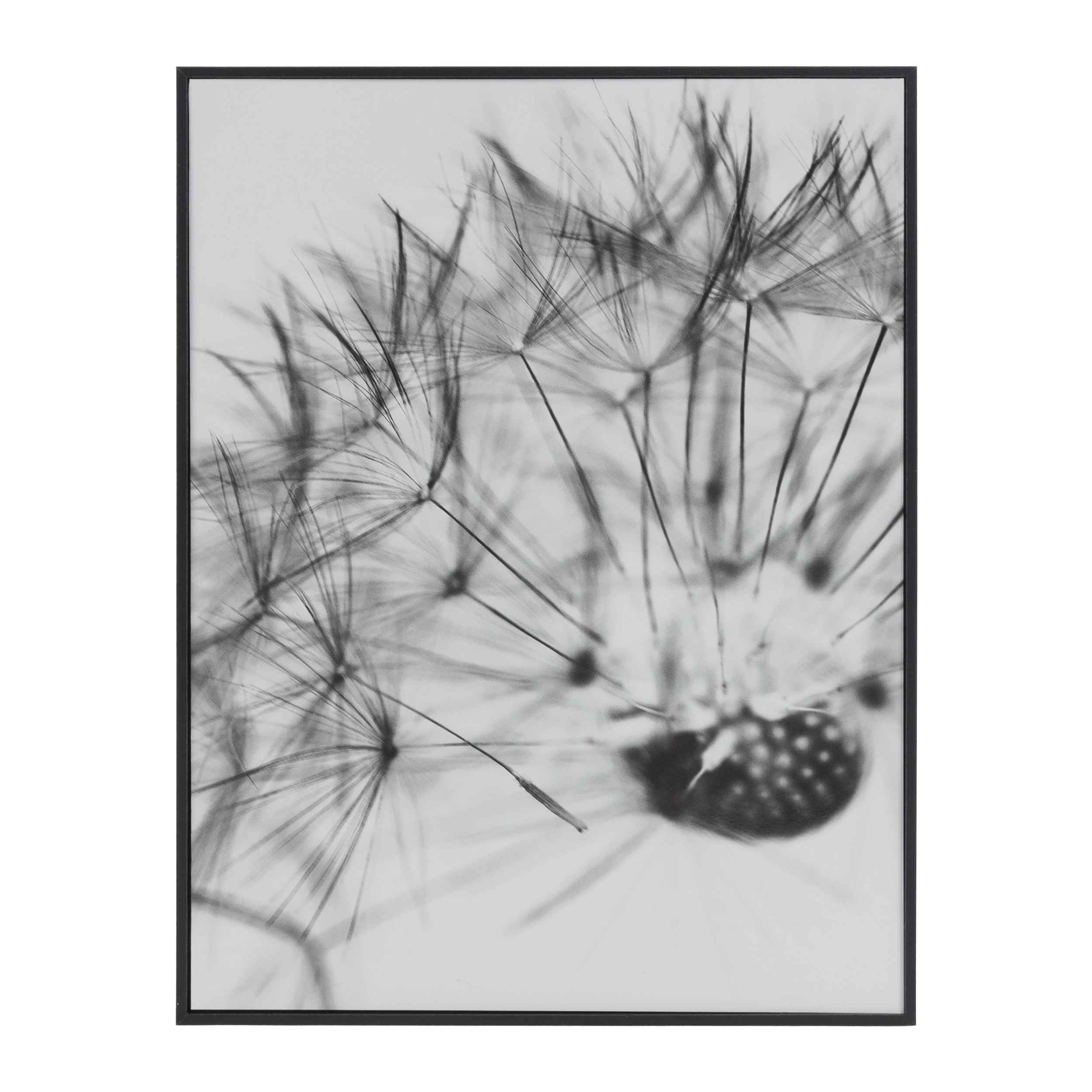 

Картина Small Calantha одуванчик 40x30