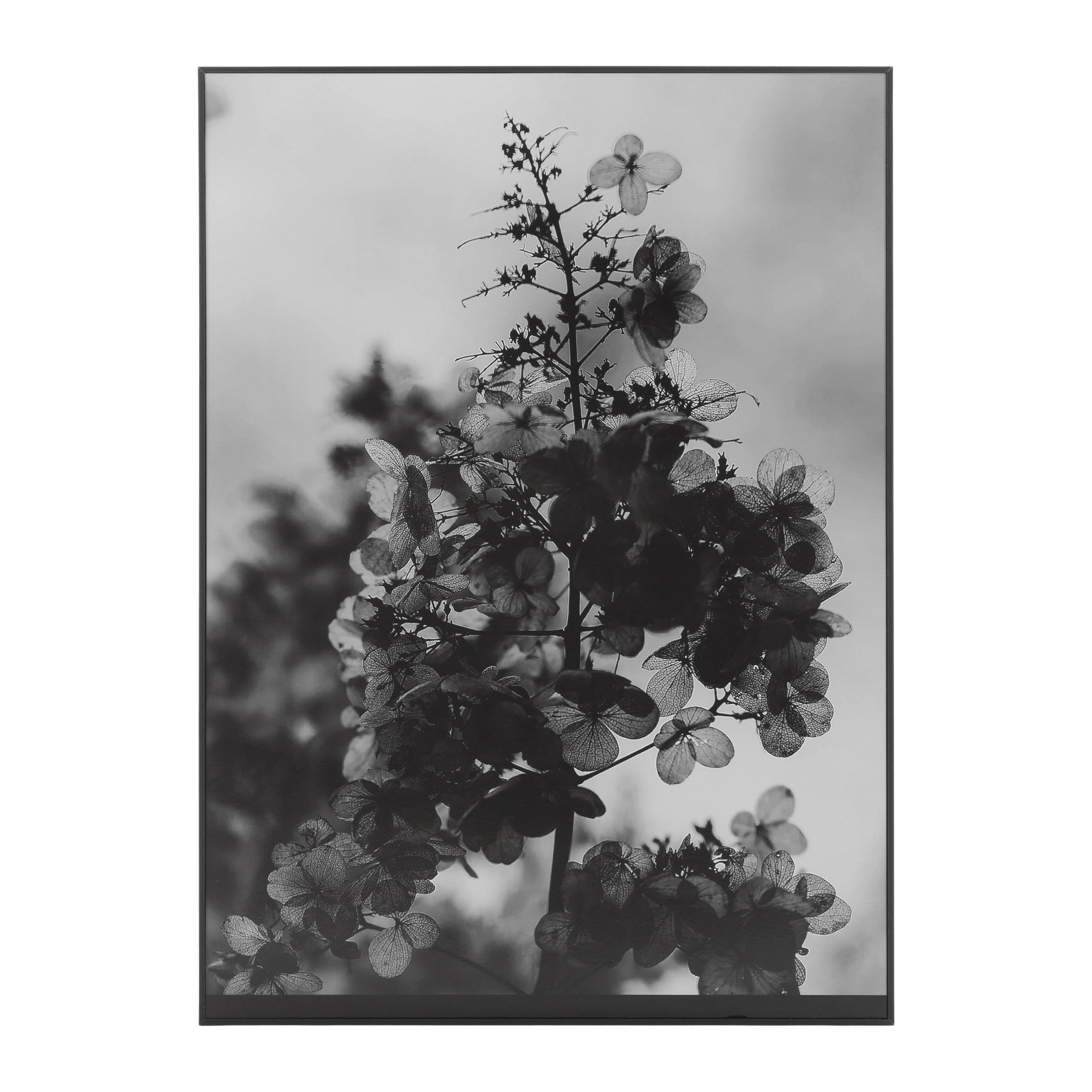 

Картина Big Calantha 70x50