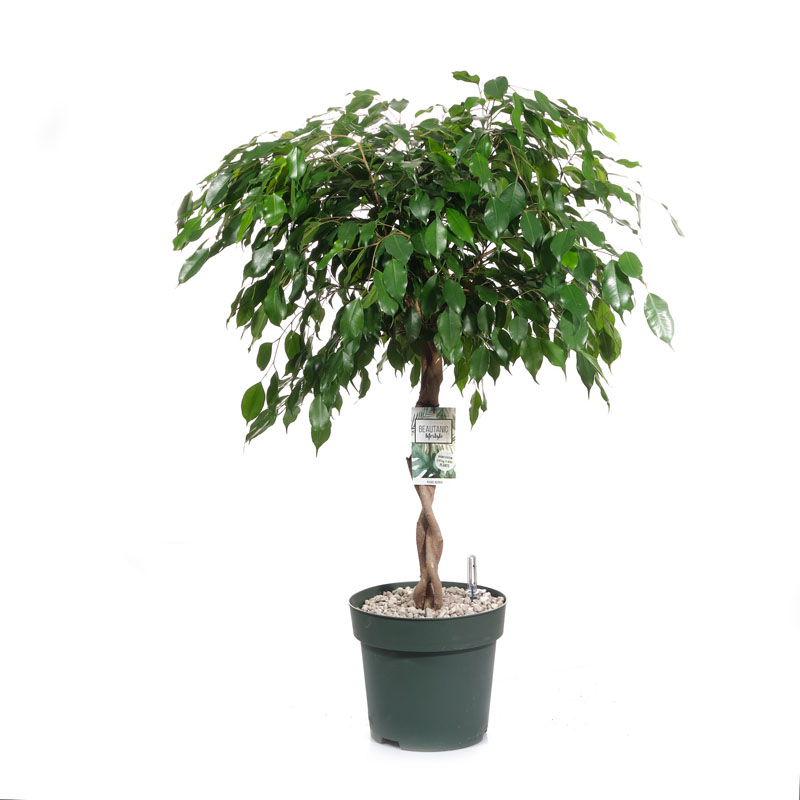 

Фикус Бенджамина экзотика h110 см d27 см