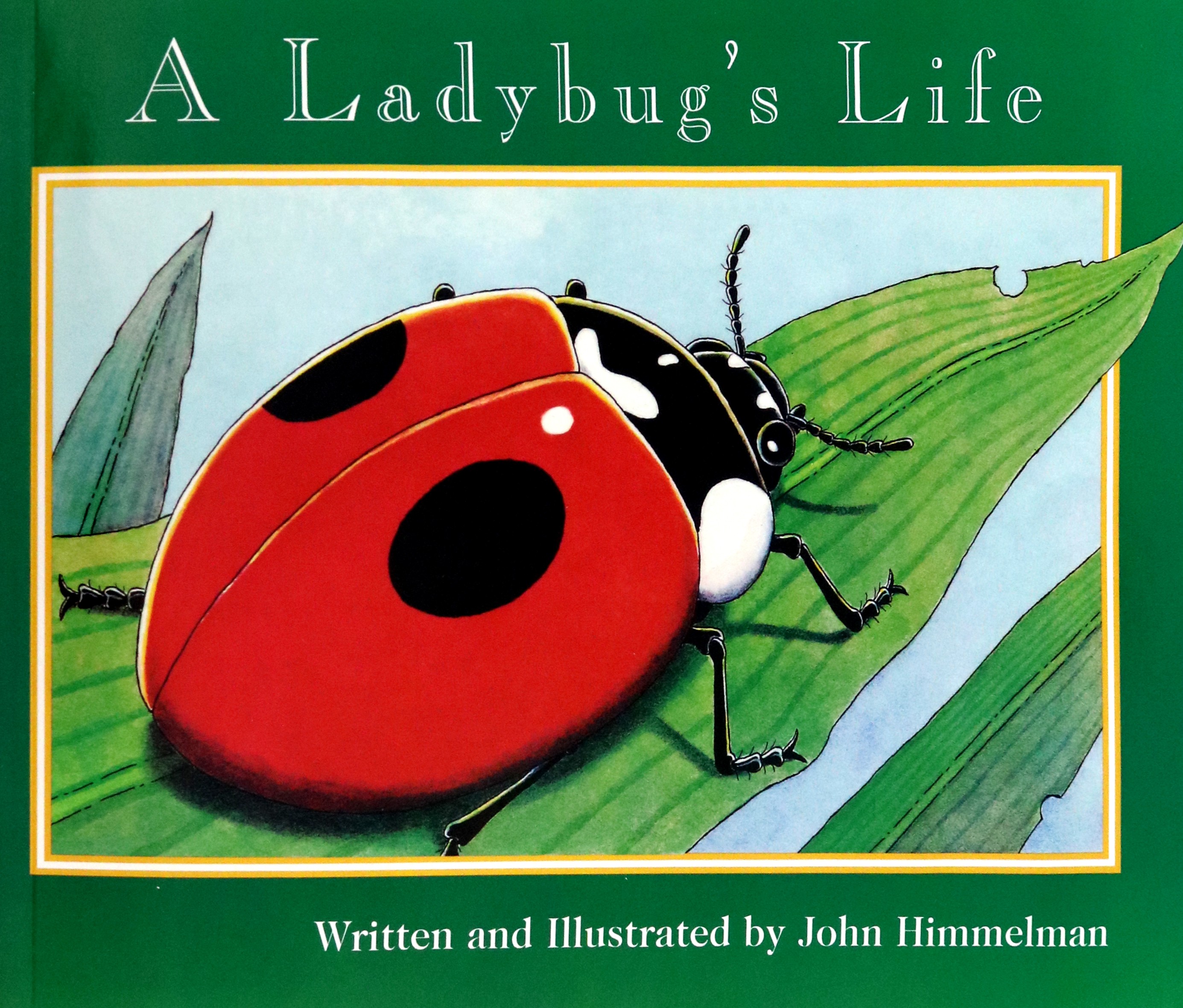 

A Ladybug's Life