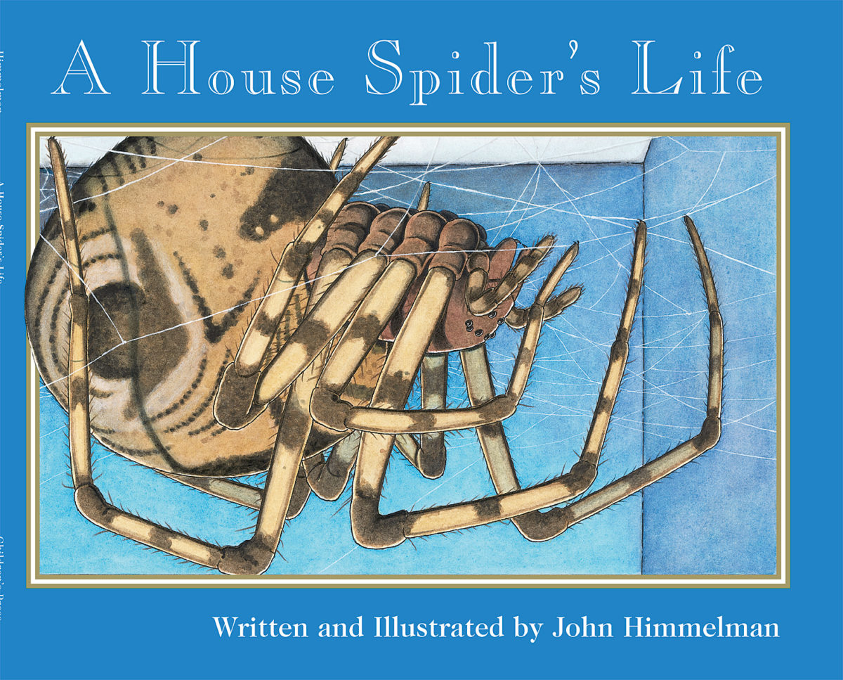 

A House Spider's Life