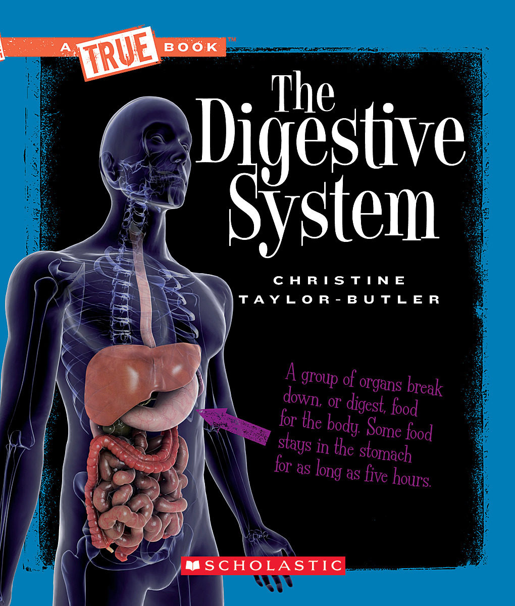 

The Digestive System