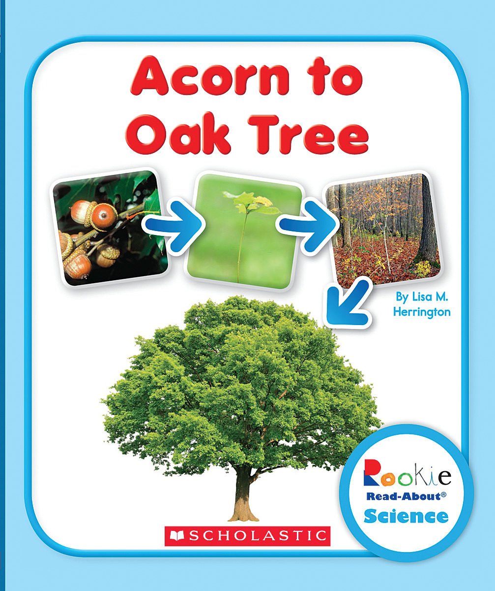 

Acorn to Oak Tree