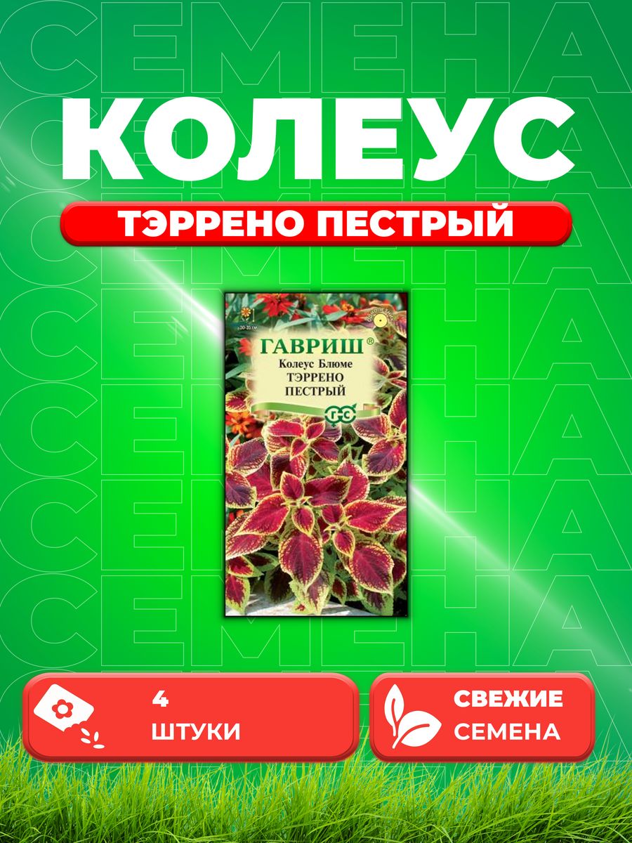 

Семена Колеус Тэррено пестрый, 4шт, Гавриш