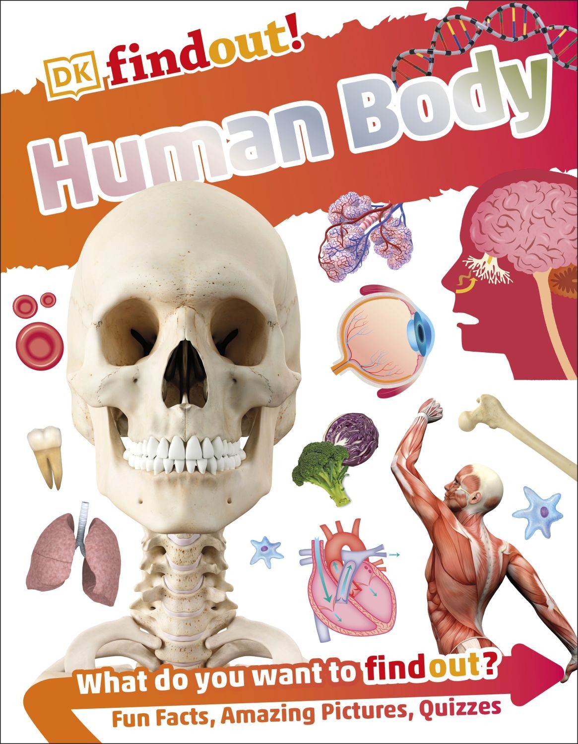 

Human Body