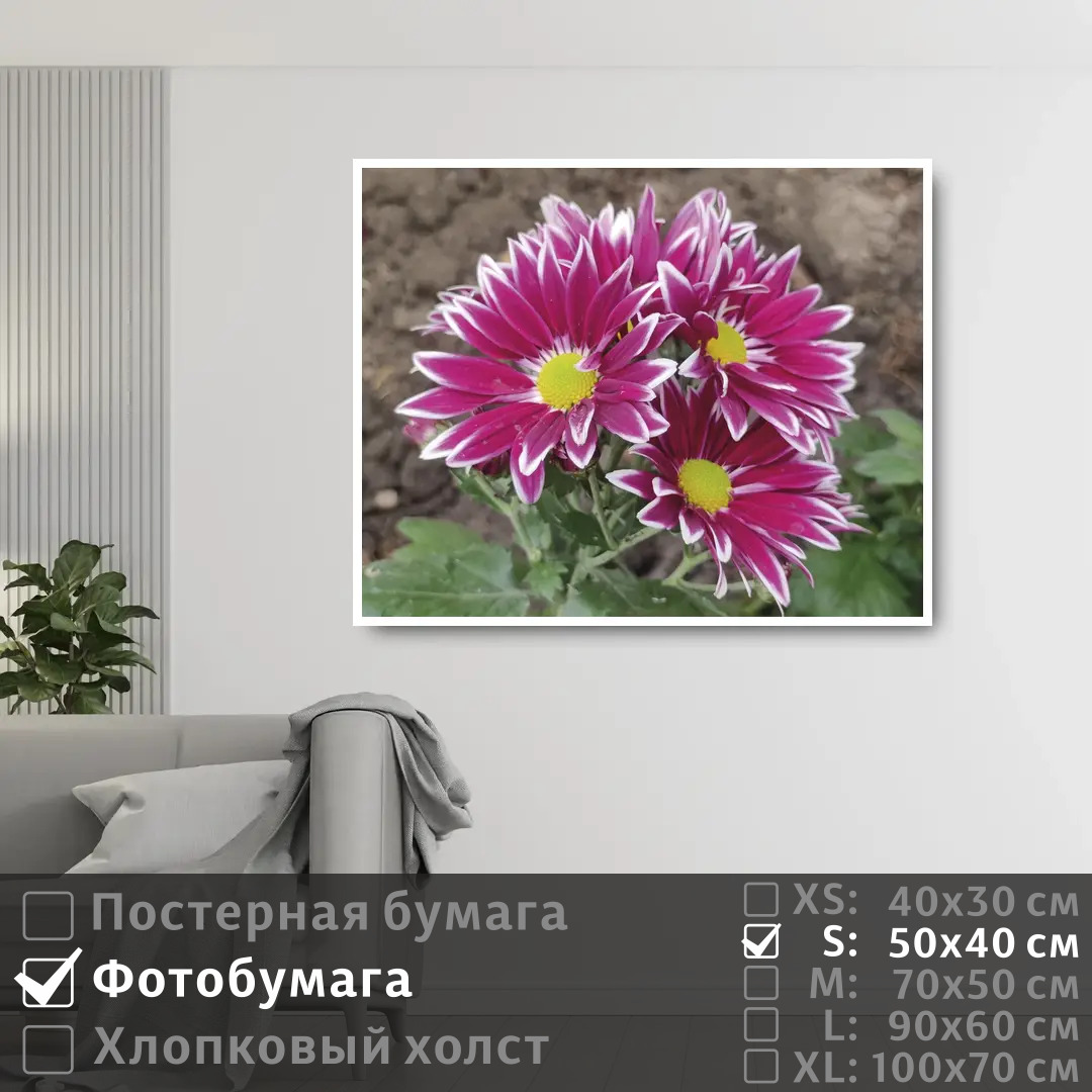 

Постер на фотобумаге ПолиЦентр Летние розовые хризантемы 50х40 см, ЛетниеРозовыеХризантемы