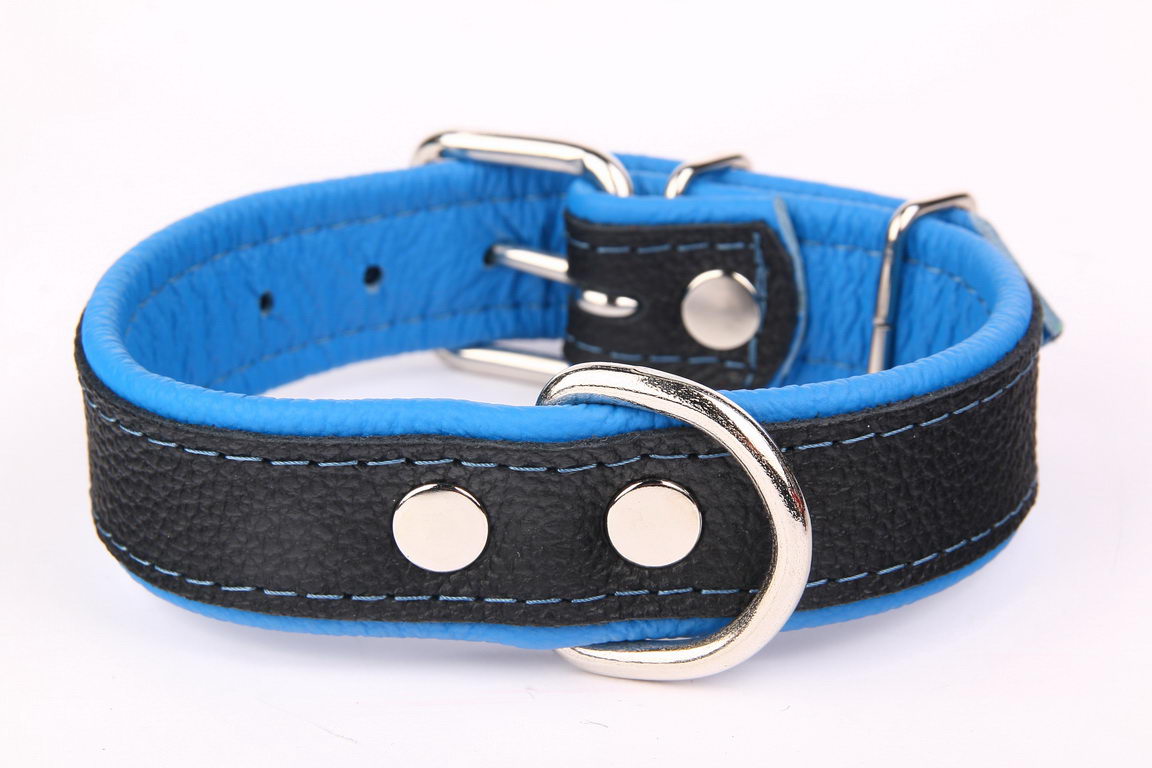 фото Ошейник для собак повседневный zooleszcz neo, обхват шеи 35х2 см, кожа, черно-голубой