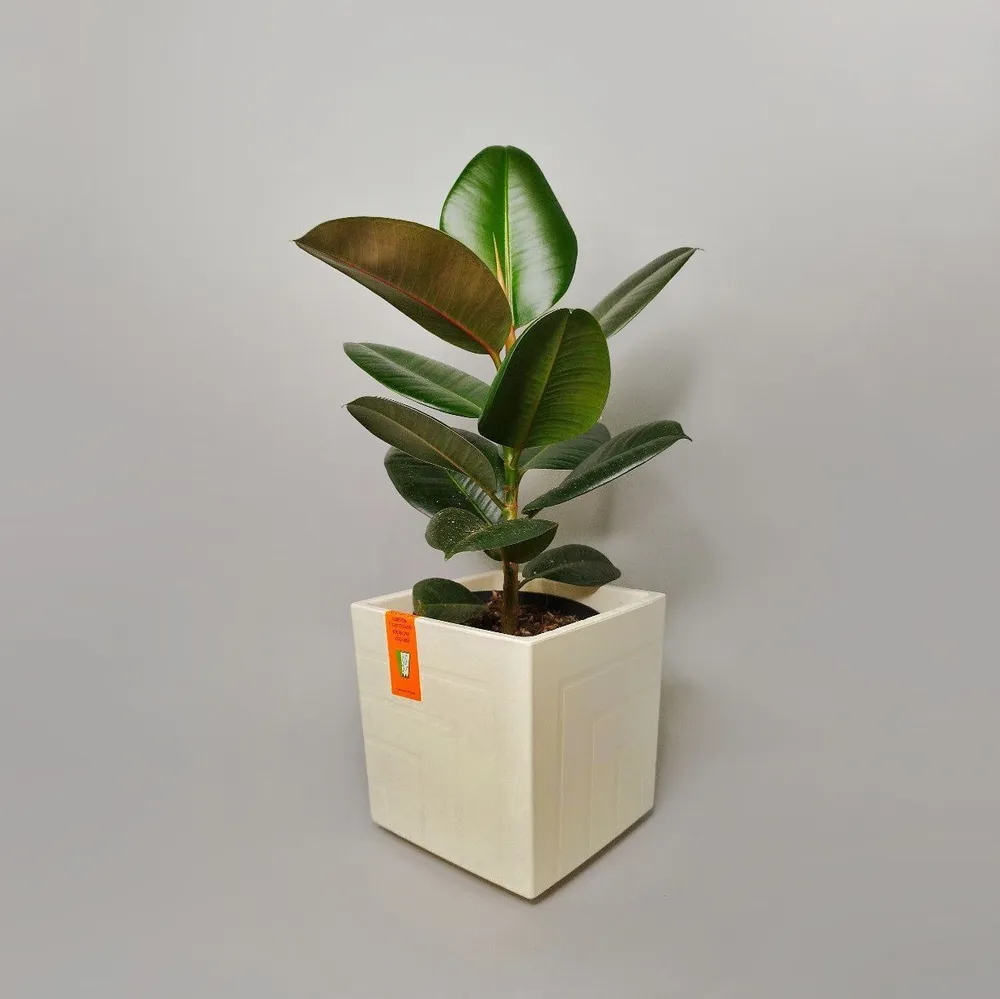 

Цветочное кашпо Live-in-green Квадро с вкладкой пластик М00180459 6,6 л ванильный 1 шт., Бежевый, Квадро