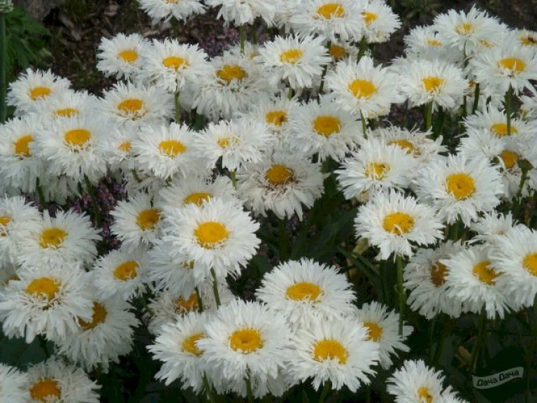 

Саженцы нивяник Daisy Crazy Питомник многолетников "Мята" 1 шт., 695