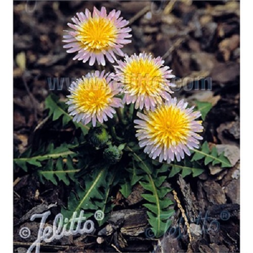 

Саженцы Pink Dandelion Питомник многолетников "Мята" 1 шт., 388