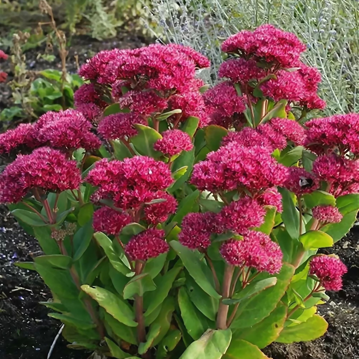 Седум видный фото. Очиток Видный (Sedum spectabile `Brilliant`). Очиток Видный 'Brilliant'. Очиток Видный (Sedum spectabile).