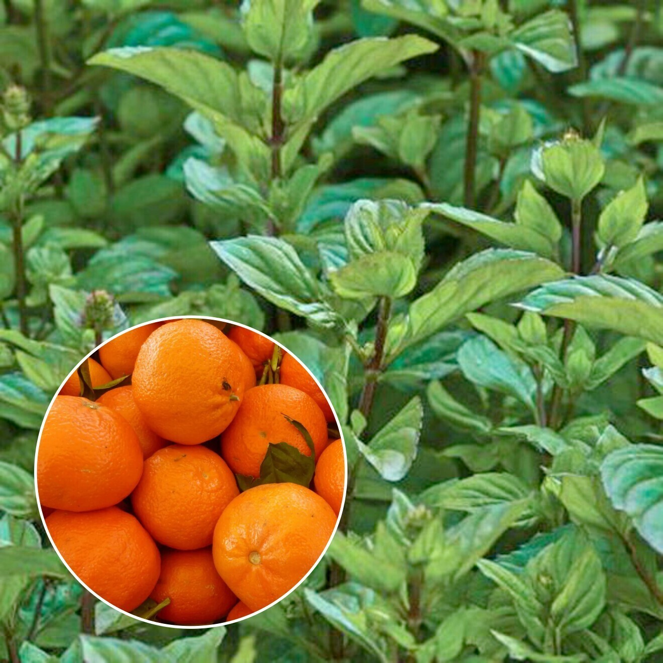 

Саженцы мята Orangen-minze Питомник многолетников "Мята" 1 шт., 164