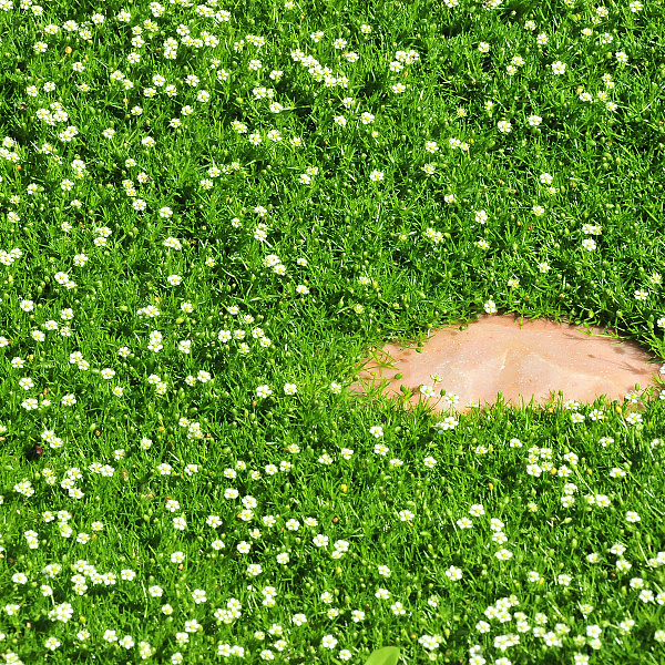 

Саженцы мшанка Шиловидная Питомник многолетников "Мята" 1 шт., 158