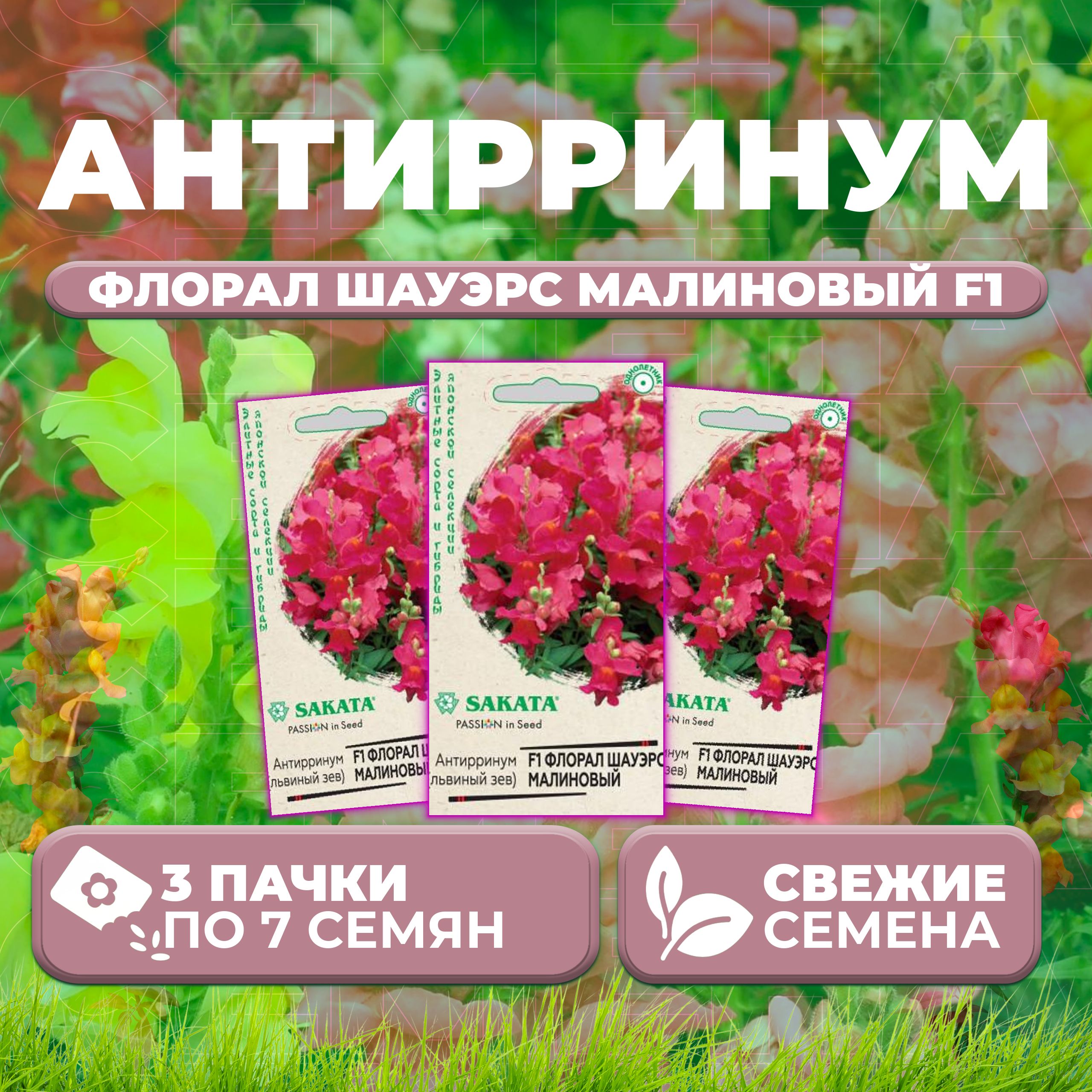 

Семена Антирринум (Львиный зев) Флорал Шауэрс малиновый F1, 7шт, Гавриш, Sakata (3 уп)
