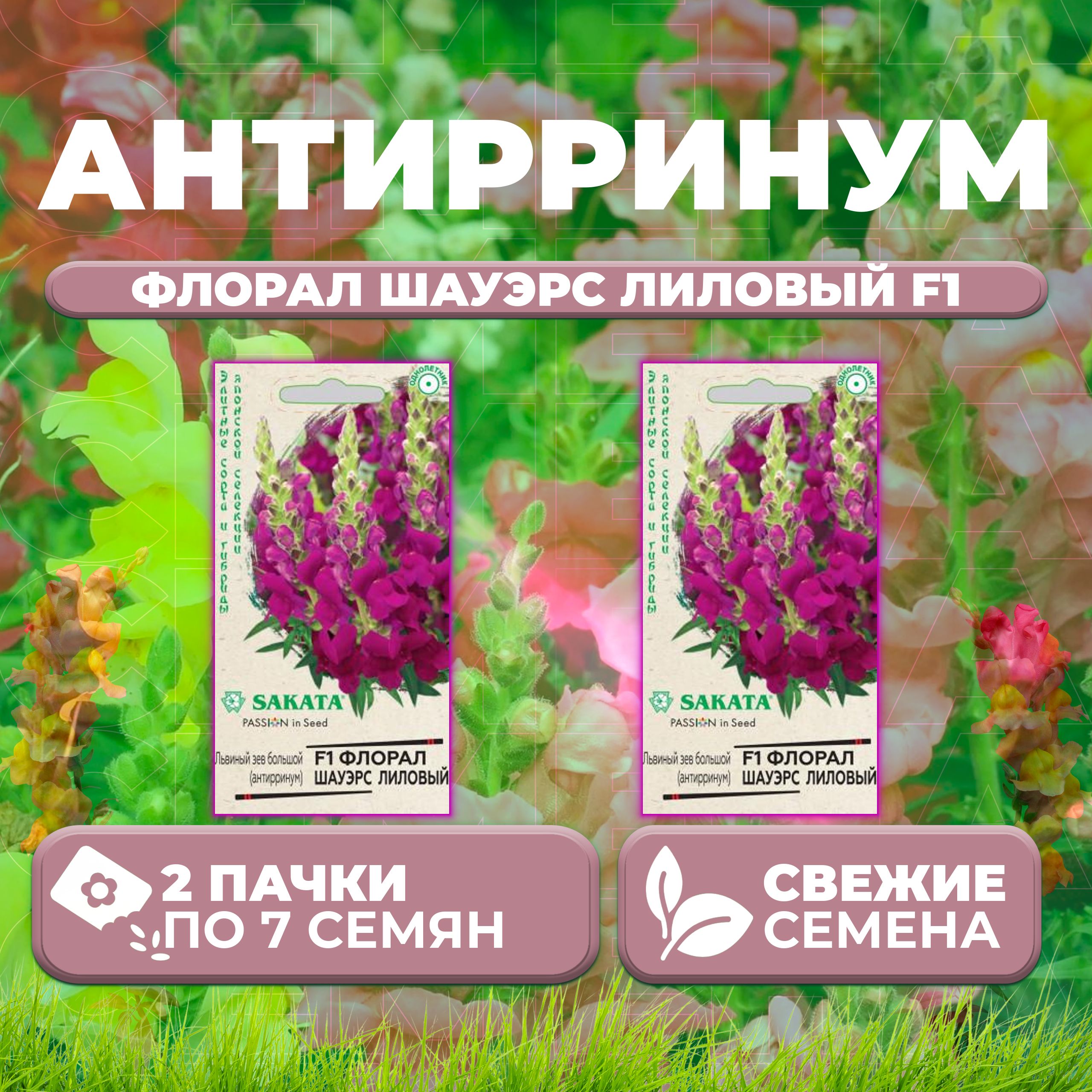 

Семена Антирринум (Львиный зев) Флорал Шауэрс лиловый F1, 7шт, Гавриш, Sakata (2 уп)