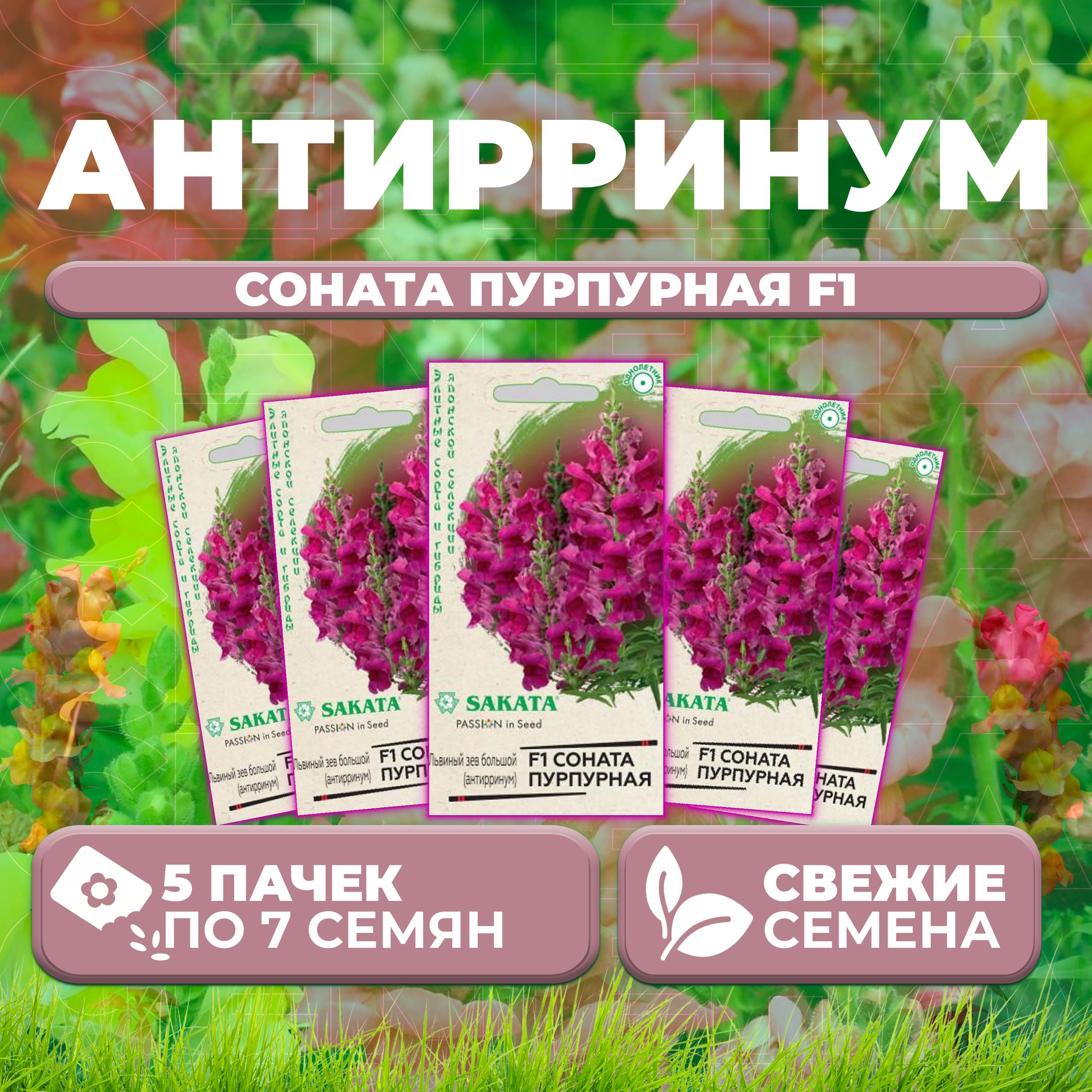 

Семена Антирринум (Львиный зев) Соната пурпурная F1, 7шт, Гавриш, Sakata (5 уп)