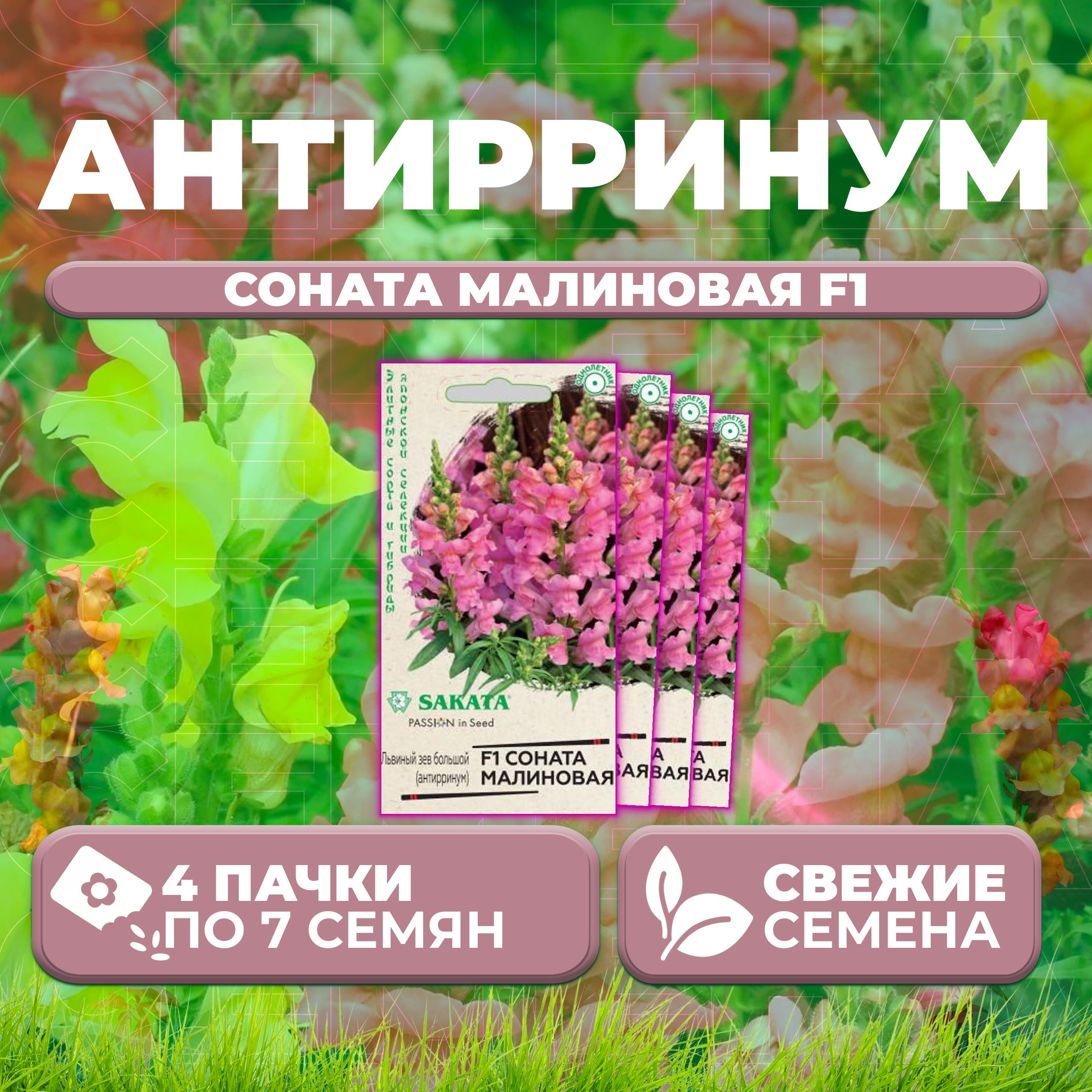 

Семена Антирринум (Львиный зев) Соната малиновая F1, 7шт, Гавриш, Sakata (4 уп)