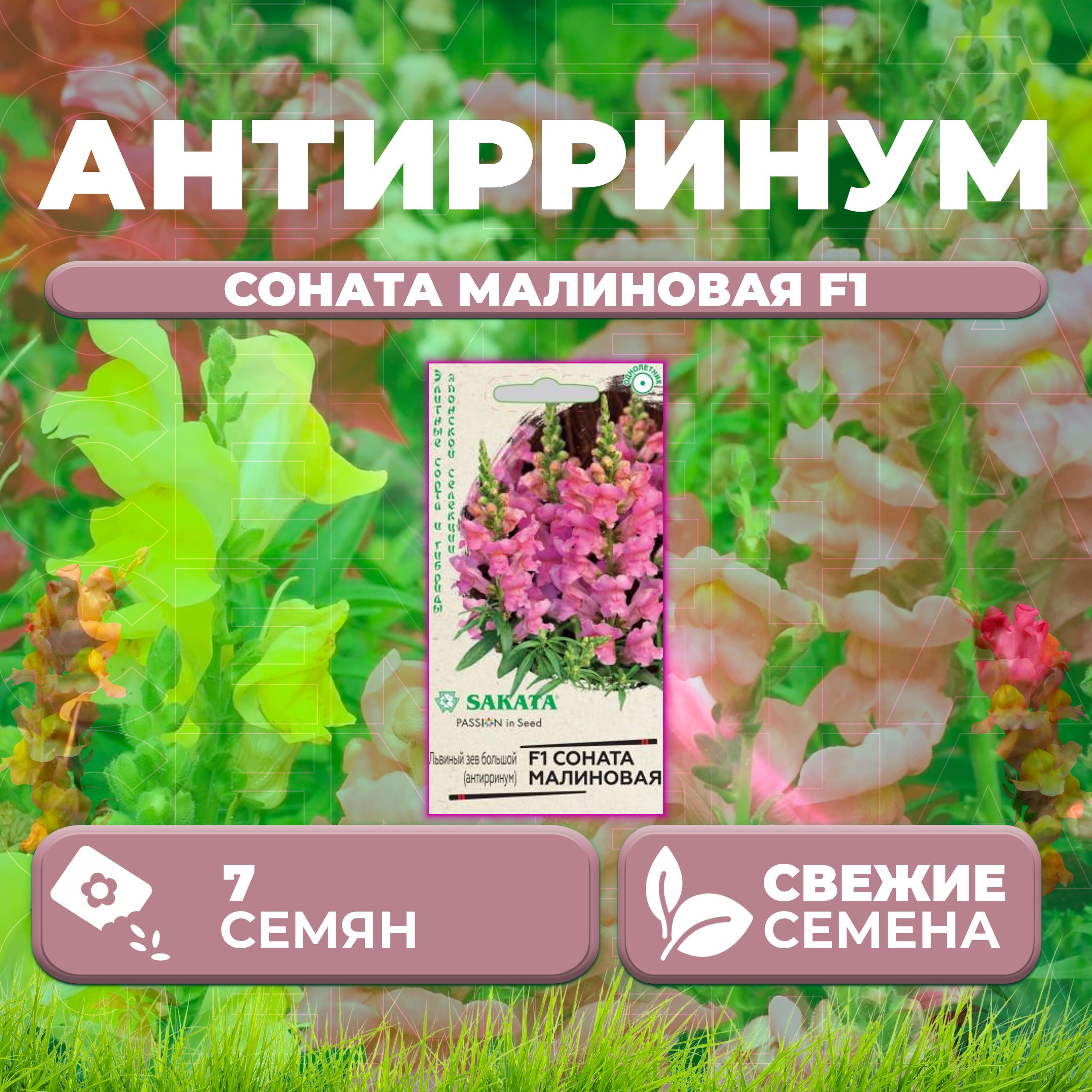 

Семена Антирринум (Львиный зев) Соната малиновая F1, 7шт, Гавриш, Sakata (1 уп)