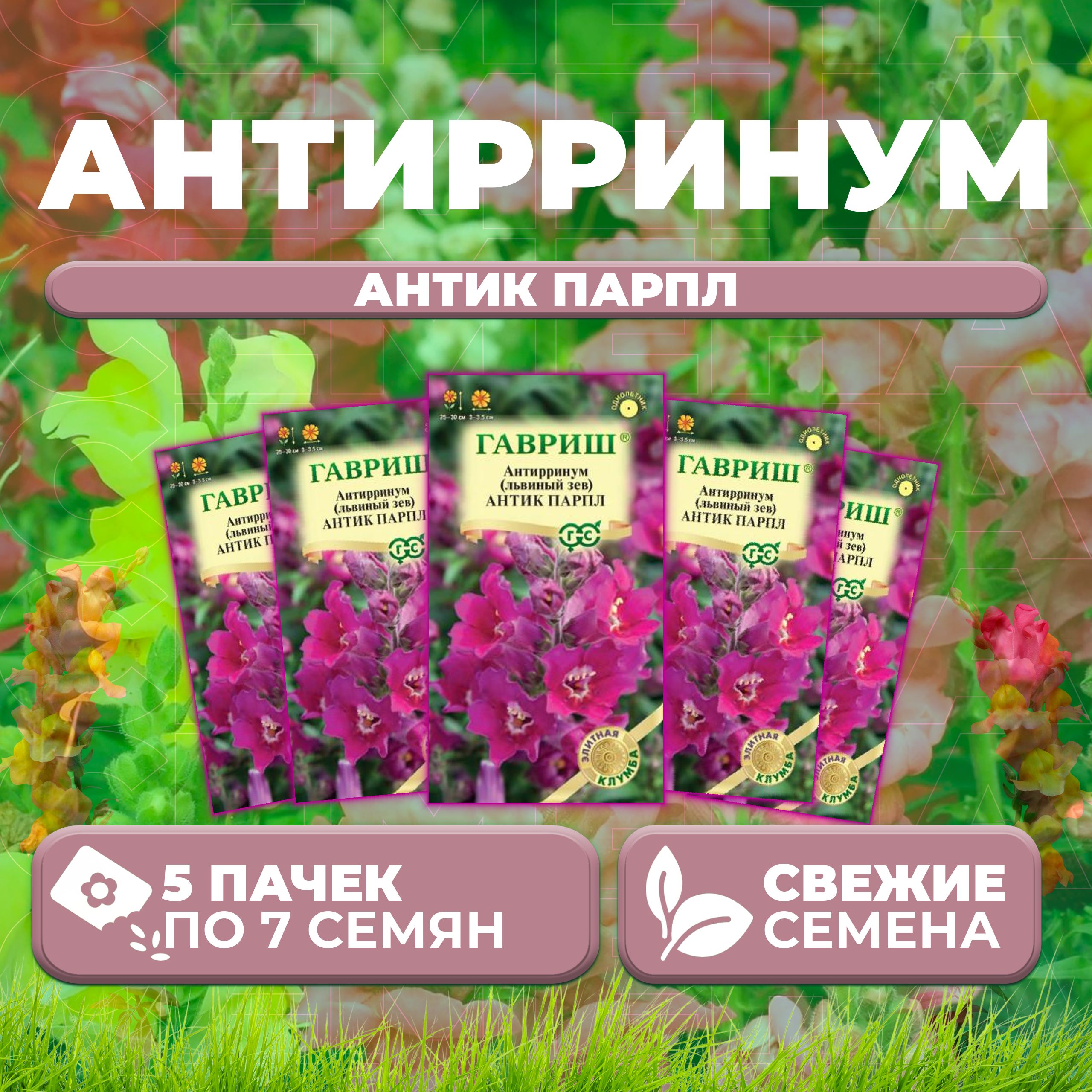 

Семена Антирринум (Львиный зев) Антик Парпл, 7шт, Гавриш, Элитная клумба (5 уп)
