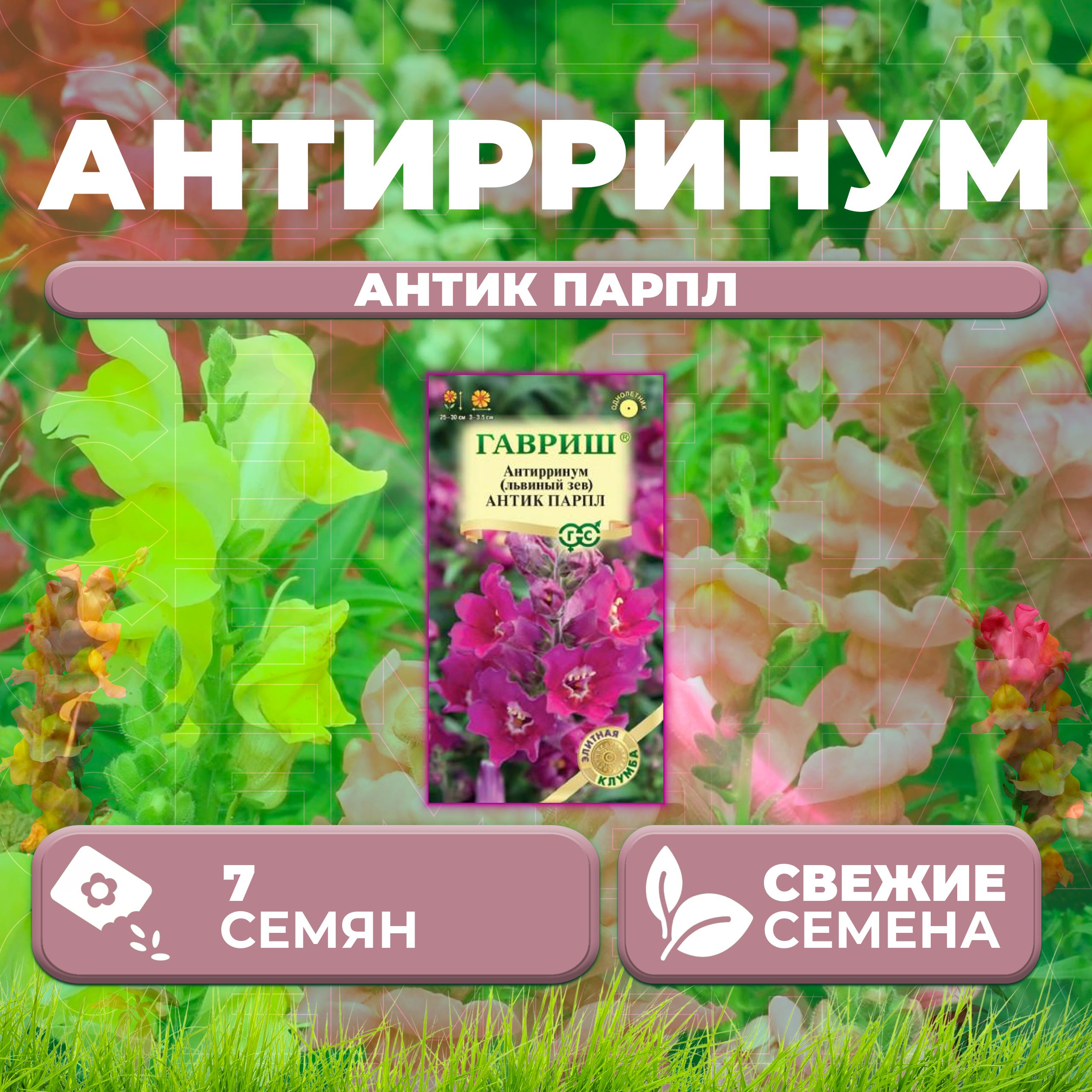 

Семена Антирринум (Львиный зев) Антик Парпл, 7шт, Гавриш, Элитная клумба (1 уп)