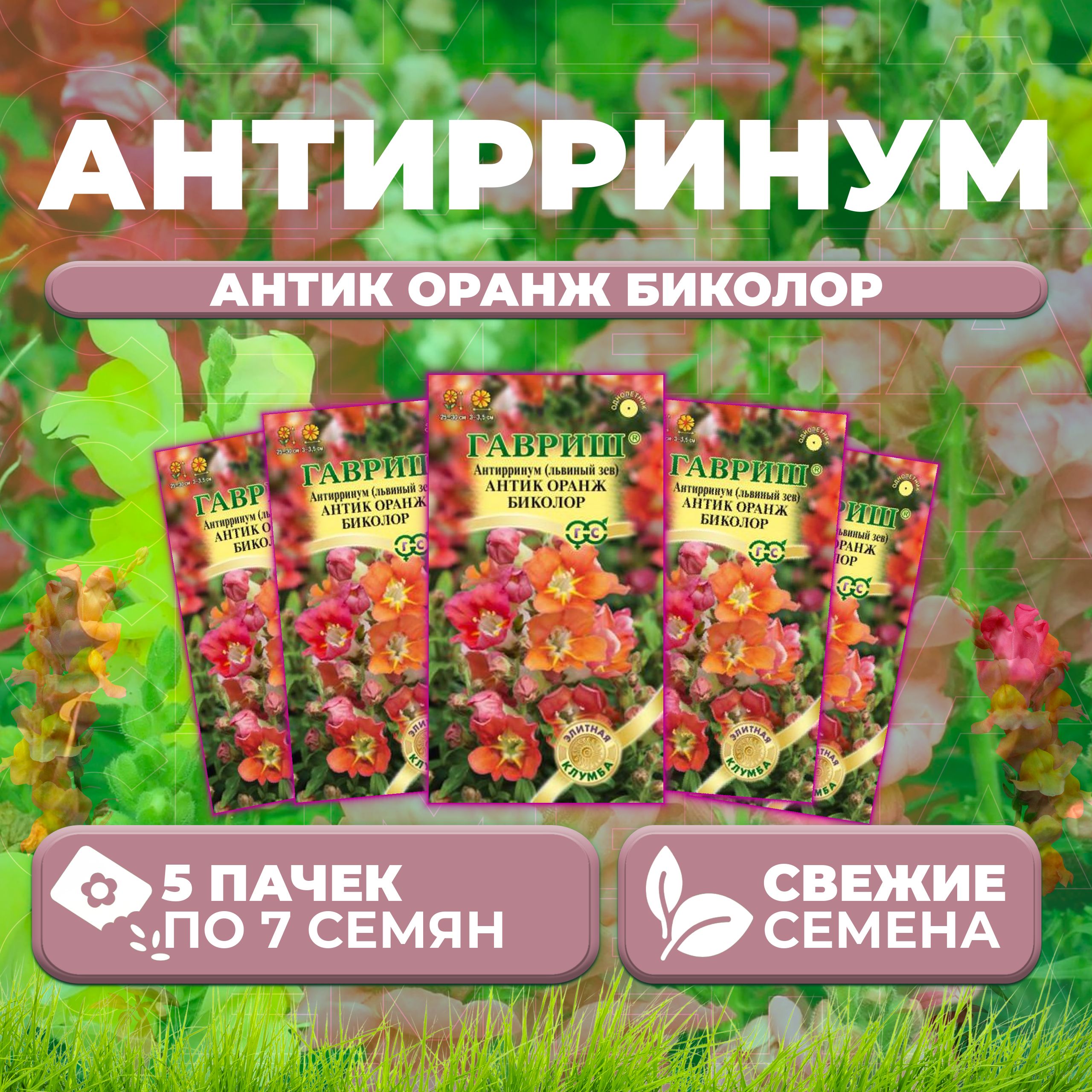 

Семена Антирринум (Львиный зев) Антик Оранж биколор, 7шт, Гавриш, Элитная клумба (5 уп)