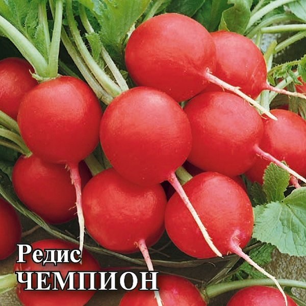 

Семена редис Чемпион Гавриш 1026996810-5 5 уп.