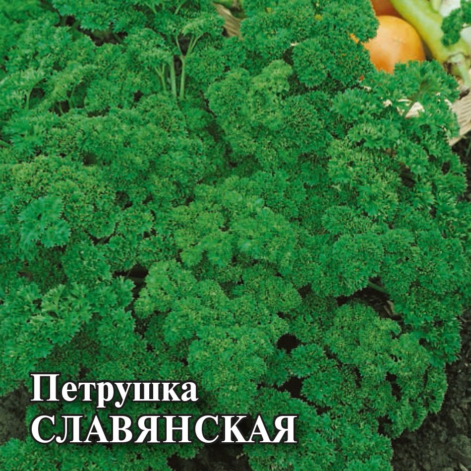 

Семена петрушка Славянская Гавриш 1026996795-5 5 уп.