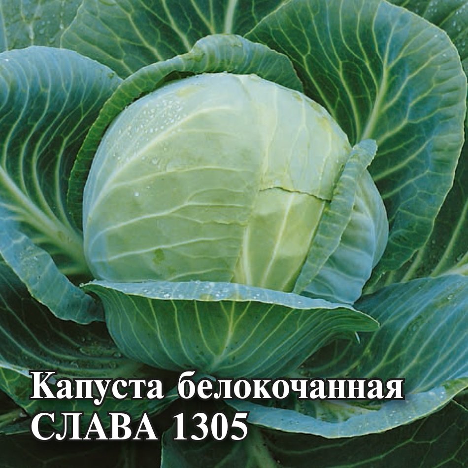 

Семена капуста белокочанная Слава 1305 Гавриш 1026996740-10 10 уп.
