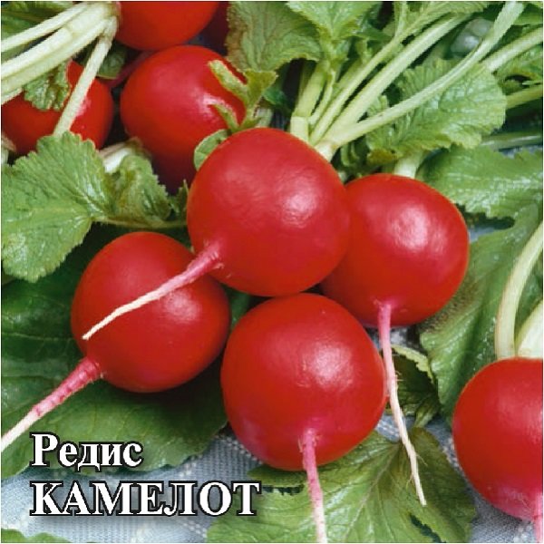 

Семена редис Камелот Гавриш 10008356-5 5 уп.