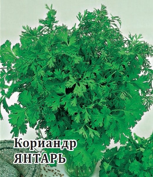 

Семена кориандр Янтарь Гавриш 10005481-10 10 уп.