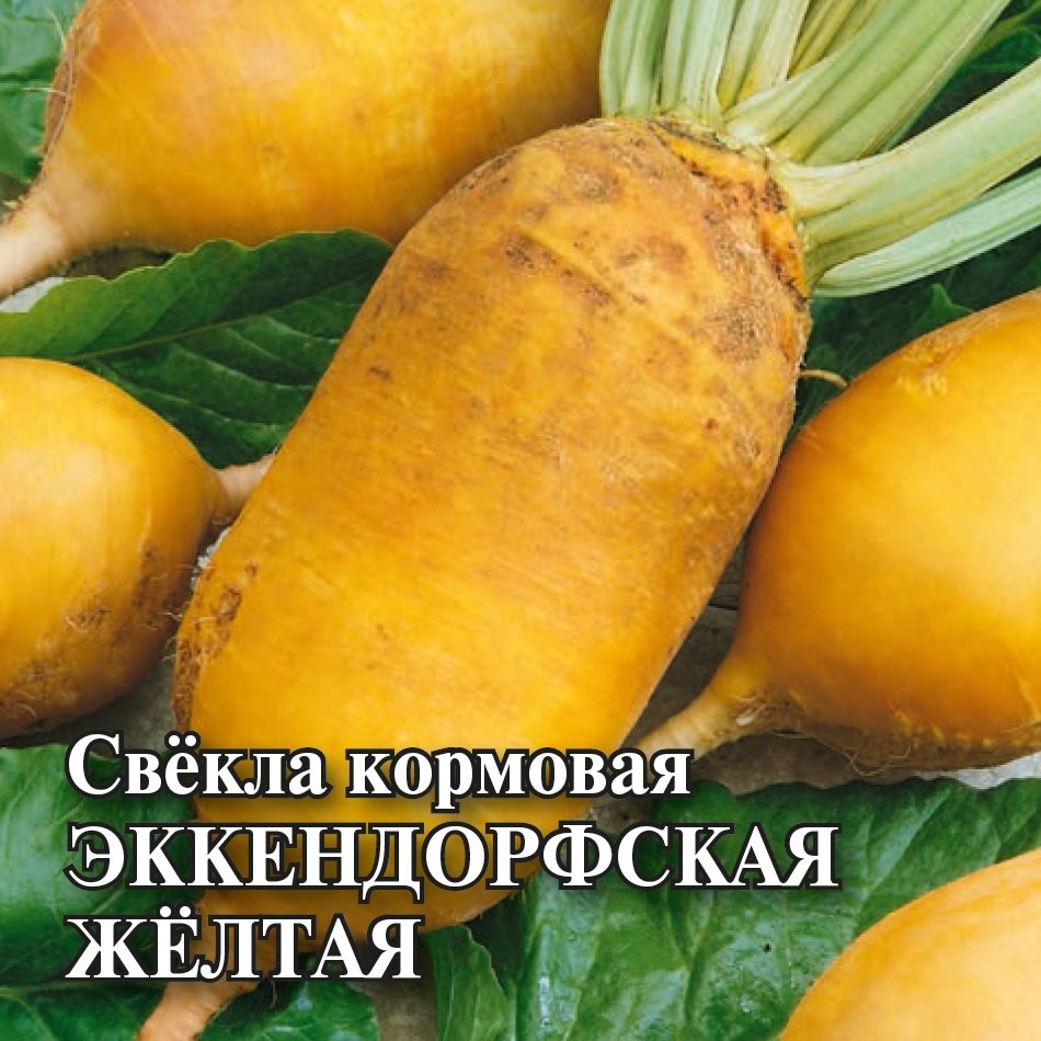 

Семена свекла Эккендорфская желтая Гавриш 10006022-5 5 уп.