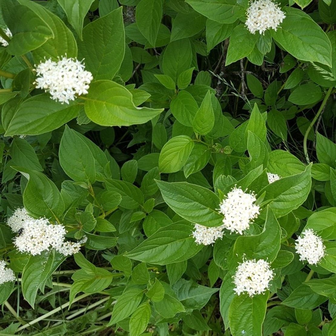 Саженец Дерен Флавирамеа Семисад24 размером 15-30 см, 1 шт