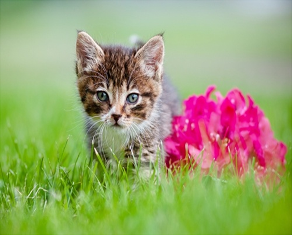 

Алмазная мозаика картина стразами Котёнок 00117006 15х20 см, Котёнок
