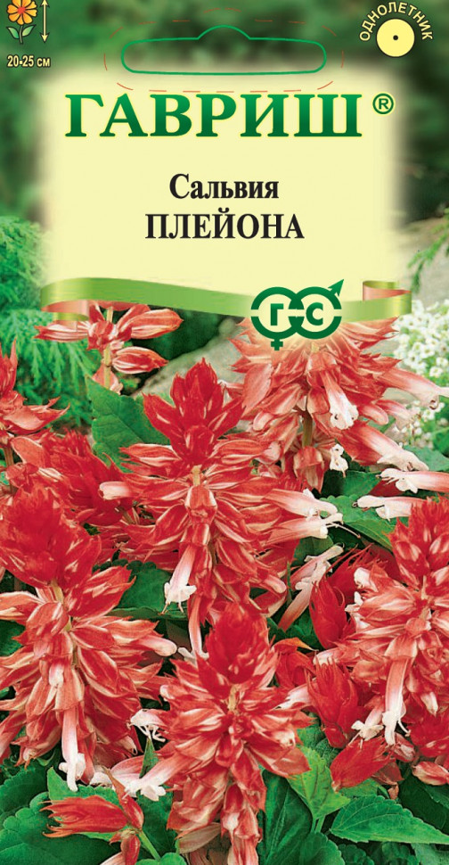 

Семена сальвия Плейона Гавриш 1071858186-10 10 уп.