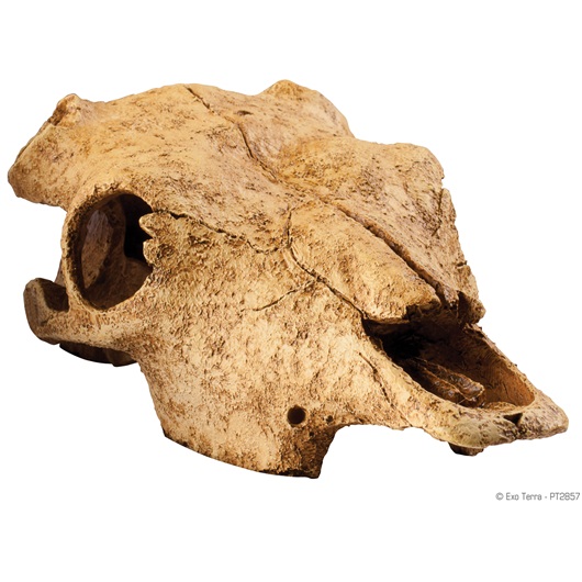 фото Hagen декорация для террариума hagen exo-terra buffalo skull